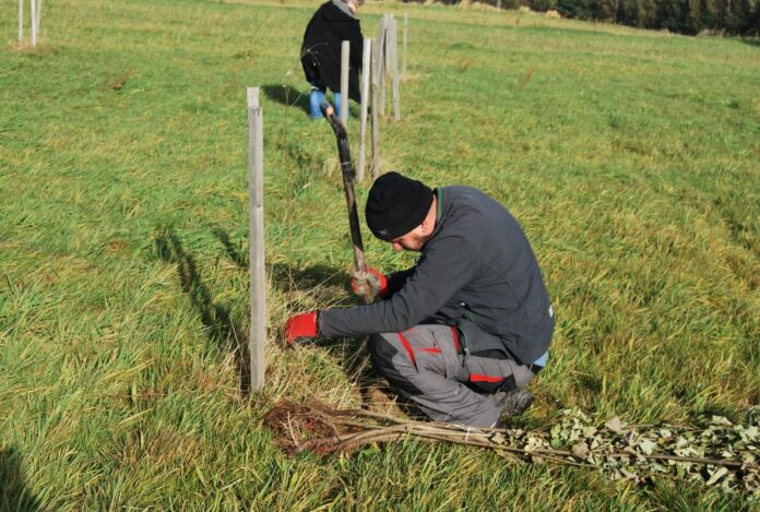 Sadzenie drzew miododajnych w gminie Nozdrzec 2020