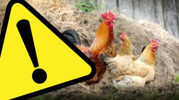 W związku ze stwierdzeniem ognisk choroby – wysoce zjadliwej grypy ptaków (HPAI) oraz urzędowym potwierdzeniem obecności wirusa H5N8 u drobiu na terenie powiatów: ropczycko-sędziszowskiego, rzeszowskiego, łańcuckiego i krośnieńskiego Wojewoda Podkarpacki rozporządzeniem nr 12/2021 z dnia 12 kwietnia 2021 roku zakazuje czasowego organizowania targów, wystaw, pokazów lub konkursów z udziałem ptaków. Nakaz obowiązuje do momentu jego odwołania wszystkich mieszkańców oraz osoby przebywające czasowo na obszarze województwa podkarpackiego.